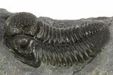 Large, Detailed Proetid (Gerastos) Trilobite Fossil - Morocco #331974-1